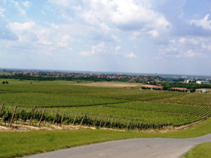 Iločki vinogradi