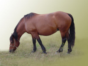 Konj01